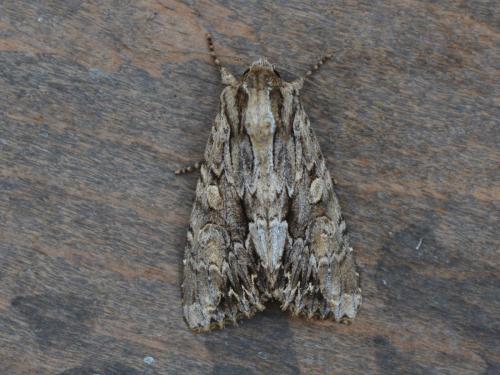 Réf. 344 537 : Apamea monoglypha